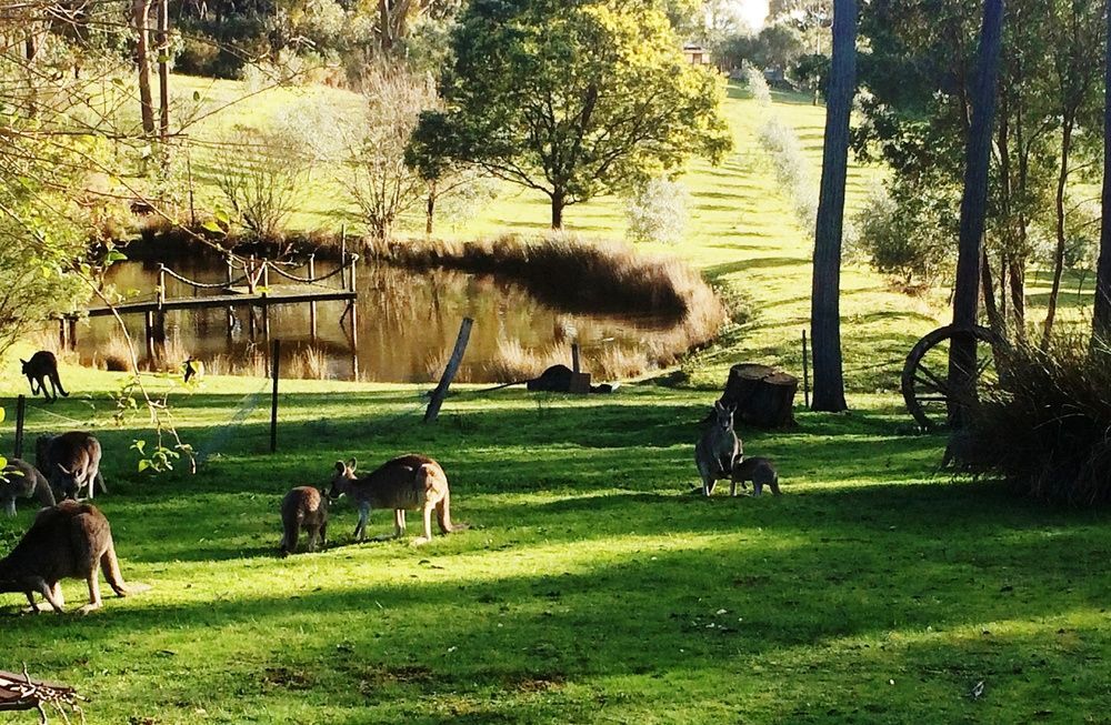 Countryside Retreat Romantic Tranquil Native Wildlife Township Hepburn - Daylesford Hepburn Springs Exterior photo