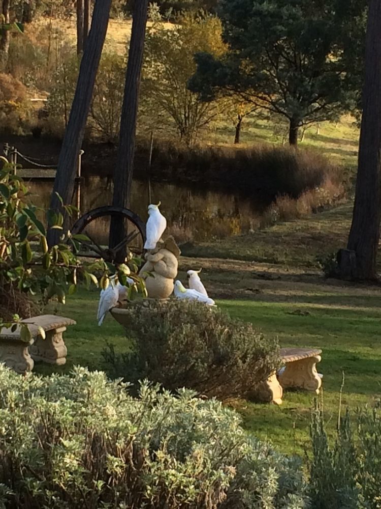 Countryside Retreat Romantic Tranquil Native Wildlife Township Hepburn - Daylesford Hepburn Springs Exterior photo